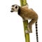 Ring-tailed Lemur (6 weeks) - Lemur catta