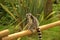 Ring tailed lemur