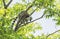 Ring - tailed lemur