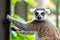 Ring tailed lemur animal. Lemur catta climbing on the fence in nature habitat