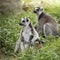 Ring-tailed lemur with babies