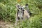 Ring-tailed lemur with babies