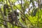 Ring tailed Lemur and baby on a green branch tree in Madagascar