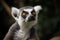 Ring tailed Lemur | Bright yellow eyes