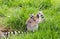 Ring tailed lemur carrying young