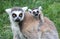 Ring-tailed Lemur Catta with baby