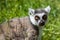 Ring-Tailed Lemur closeup portrait, a large gray primate with golden eyes