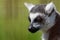 Ring-Tailed Lemur closeup portrait, a large gray primate with golden eyes