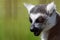 Ring-Tailed Lemur closeup portrait, a large gray primate with golden eyes