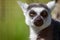 Ring-Tailed Lemur closeup portrait, a large gray primate with golden eyes