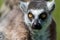 Ring-Tailed Lemur closeup portrait, a large gray primate with golden eyes