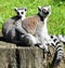 Ring tailed lemur couple