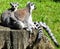 Ring tailed lemur couple