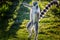 Ring-tailed lemur is dancing on green grass. He plays and performs. Like all lemurs it is endemic to the island of Madagascar