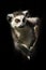 Ring-tailed lemur in the dark sits on a branch - eyes will look forward