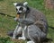 Ring Tailed Lemur eating a carrot