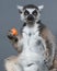 Ring Tailed Lemur Eating Carrot