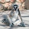 Ring-tailed lemur eating on the ground