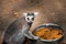 Ring tailed lemur eats food