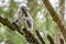 Ring-tailed lemur eats a sprig