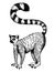 Ring tailed lemur engraving vector illustration