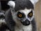 Ring tailed lemur face