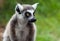 Ring-tailed lemur face