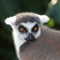 Ring-tailed Lemur facial close-up