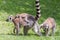 Ring Tailed Lemur Family