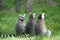 Ring-tailed Lemur family