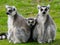 Ring-tailed lemur family