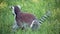 Ring-Tailed Lemur In The Grass (Lemur Catta)