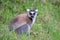 Ring-tailed lemur in the grass Lemur catta, Anja Reserve, Madagascar