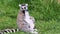 Ring tailed lemur in grass, Lemur catta.in grass Lemur catta