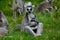 Ring tailed lemur grooming its tail whilst sitting in a family group