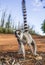 Ring-tailed lemur on the ground. Madagascar.