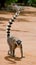 Ring-tailed lemur on the ground. Madagascar.