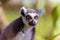 Ring-Tailed Lemur has big golden eyes, closeup portrait