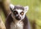 Ring-Tailed Lemur has big golden eyes, closeup portrait