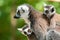 Ring-tailed lemur with her cute babies