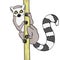 Ring-tailed lemur. isolated object on white background. An animal cats lemur on a branch of bamboo, wood. Vector