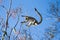 Ring-tailed Lemur jumping from branch to branch