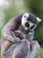 Ring-tailed lemur with just born baby