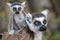 Ring Tailed Lemur kata ,Close up Ring-tailed lemur baby and mother, mother breastfeeding her baby