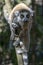 Ring Tailed Lemur kata ,Close up Ring-tailed lemur baby and mother, mother breastfeeding her baby