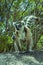 Ring Tailed Lemur kata ,Close up Ring-tailed lemur baby and mother.Wild nature Madagascar