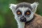 Ring Tailed Lemur kata ,Close up Ring-tailed lemur, Madagascar,portrait