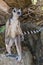 Ring Tailed Lemur kata , stand on two legs Close up Wild lemur,wild nature Madagascar