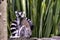 Ring-tailed lemur is a large strepsirrhine primate known as maky, maki or hira