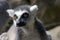 Ring Tailed Lemur, Lemur Catta